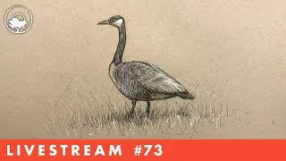 Drawing a Canada Goose in Pen & Ink - LiveStream #73