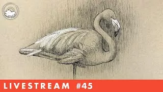 Drawing a Flamingo in Pen & Ink - LiveStream #45