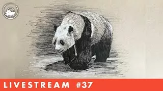 Drawing a Panda with Pen & Ink - LiveStream #37