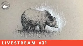 Drawing a Bear with Pen & Ink - LiveStream #31