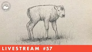 Drawing a Young Buffalo in Pen & Ink - LiveStream #57